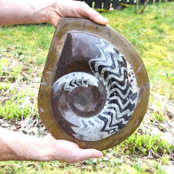 Ammonit Fossil Versteinerung XL 32 cm