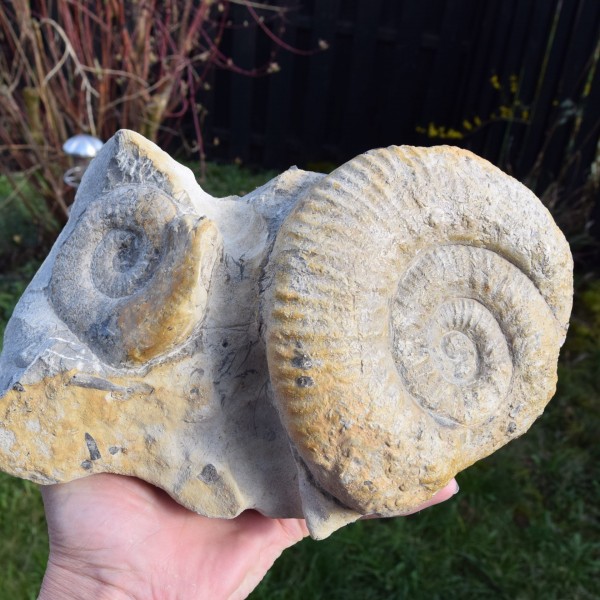 Ammonit Versteinerung ca.23 x 15 cm