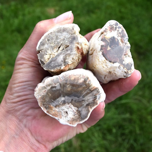 Versteinertes Holz Baumstamm 3 Stück im Set